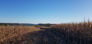 Produtores começam colheita do milho no Oeste do Paraná