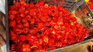 Produtor paranaense cultiva pimenta mais forte do mundo