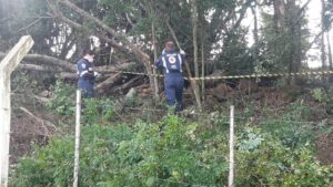 Homem morre esmagado por árvore em área rural no PR