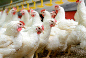 Contrariando OMS, Japão suspende compra do frango de SC após casos de gripe aviária