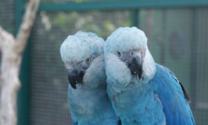 Depois de 20 anos consideradas extintas, ararinhas-azuis são soltas na natureza