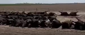 Mais de 10 mil cabeças de gado morrem em onda de calor