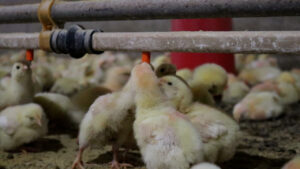 Sanidade animal é garantia de qualidade na produção