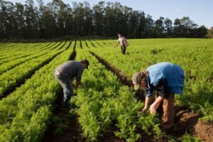 Com incentivo à agricultura familiar R$ 50 milhões são liberados para o Programa Alimenta Brasil