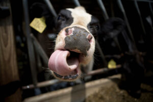 Caso de “Vaca Louca” é confirmado no Brasil