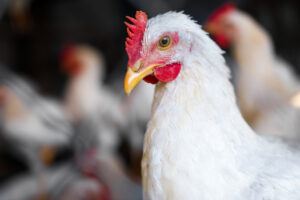 Custo de produção do frango volta a subir