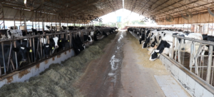 Produção de leite aumenta no frio, saiba o motivo