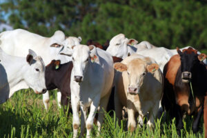 Prazo no fim! Produtores rurais precisam fazer atualização de rebanhos no Paraná