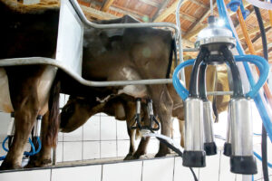 Rural Leite anuncia retomada das atividades em Cascavel
