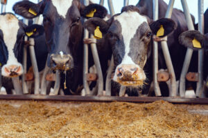 Controle de contaminantes em produtos da ração animal está na mira do Mapa