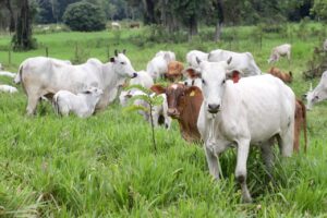 Produtores só têm 15 dias para cadastro do rebanho no Paraná
