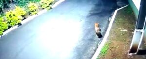 Onça-parda aparece “desfilando” em Foz do Iguaçu