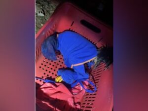 20 galos de rinha são resgatados no interior do PR