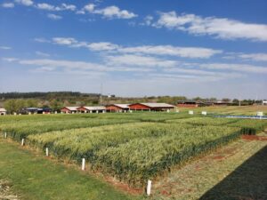 Cultivares com alta produtividade serão atração no Show Rural de Inverno