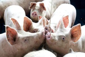 Toledo é líder na produção de alimentos do Paraná pelo 9° ano seguido