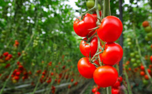 Frio afetou produção de tomate e preço subiu mais de 100%