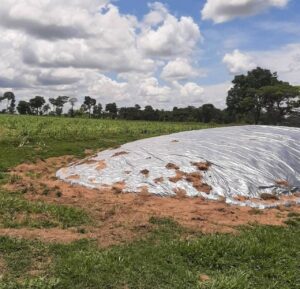 Silagem da rama de mandioca é aposta que tem dado bons resultados