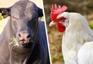 Produções de boi e frango vão aumentar neste ano