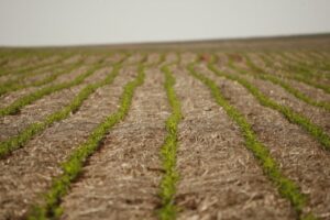 Uso de dejetos como fertilizante gera bons resultados e economia