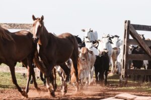 Vacinar o rebanho contra raiva é prevenção para evitar morte dos animais