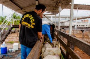 Tentando se tornar área livre de aftosa, MT faz treinamento com autoridades sanitárias