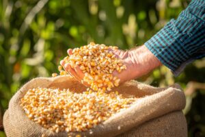Alto custo do fertilizante faz aumentar preço de produtos da safra de verão