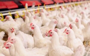 Mesmo com queda, custo de produção do frango é um dos maiores da história