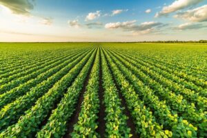 Valor Bruto da Produção Agropecuária é exemplo de resultado