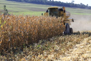 Expectativa positiva para safra de milho anima produtores paranaenses