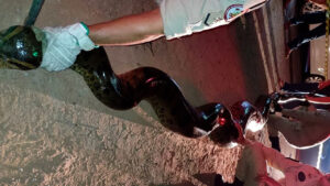Sucuri de 7 metros é encontrada no MT; veja o momento do resgate