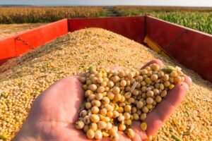 Departamento de Agricultura dos Estados Unidos prevê safra de soja 2022/23 abaixo do esperado