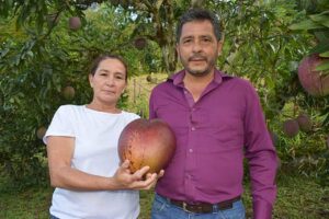 Com mais de 4 kg, saiba de onde é a manga mais pesada do mundo