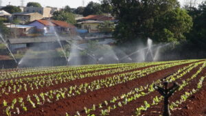 Seca e fungos são desafios para produzir hortaliças neste inverno
