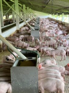 Alimentação influencia na qualidade e no peso de suínos para abate