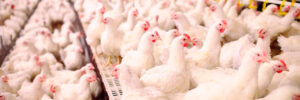 Alto custo de produção preocupa avicultores paranaenses