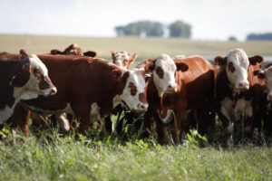 PIB da pecuária puxou PIB do agronegócio, segundo CNA