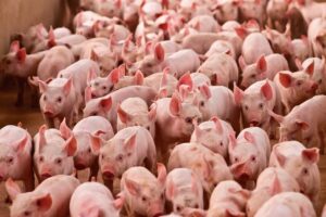 Comissão de Aves e Suínos da CNA debate ações importantes para 2024