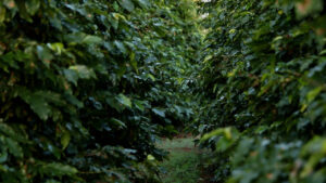 Agricultores buscam conquista de selo para agregar valor ao café paranaense