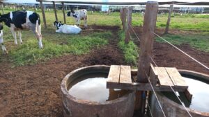 Boa nutrição dos bovinos garante melhor desempenho dos animais