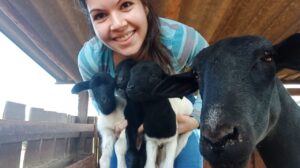 Conheça Nina, a ovelha que teve trigêmeos na primeira cria