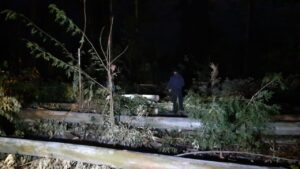 Homem morre esmagado por árvore em área rural no Paraná