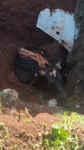 Boi é resgatado de poço de seis metros em Foz do Iguaçu