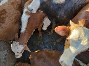 Contrabando de gado da Argentina coloca em risco áreas livres de febre aftosa no PR