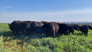 Os melhores animais do Brasil da raça Angus estão no Oeste do PR
