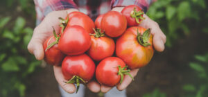 Preço do tomate volta a subir; saiba o motivo