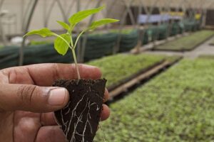 Senado debate projeto que dá autonomia a agricultores sobre a propriedade