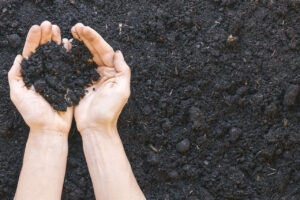 COP27: Brasil apresenta projeto que pode recuperar áreas degradadas