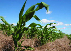 Uso de práticas agrícolas sustentáveis pode aumentar estoque de carbono do solo