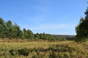 Grão-de-bico é alternativa para diversificar lavouras