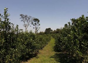 Frio e geada exigem mais cuidado na produção da erva-mate